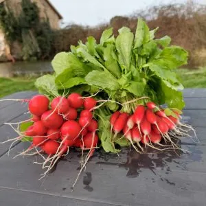 Deux bottes de radis rouges fraîchement lavés.