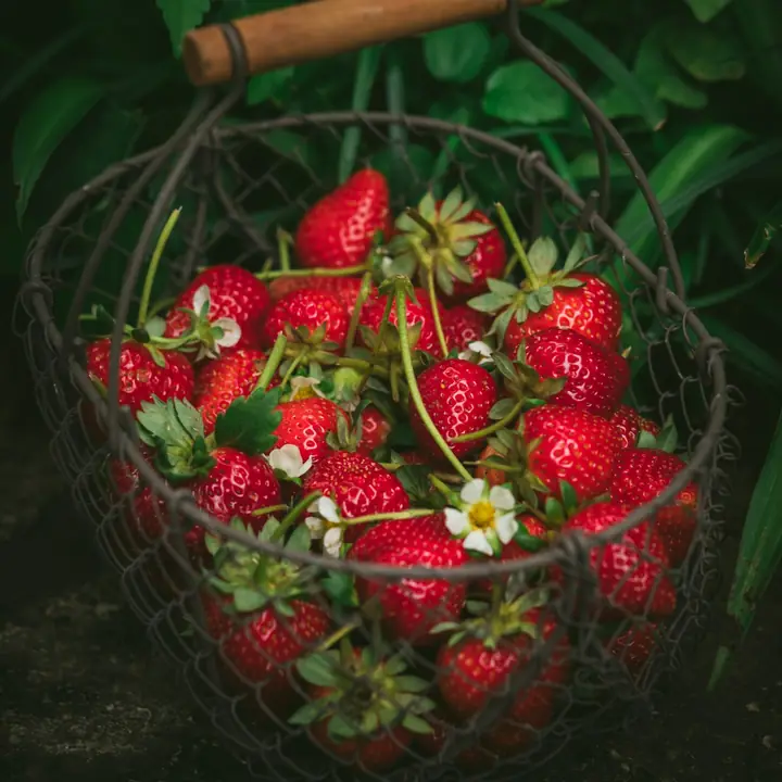 Panier métallique rempli de fraises fraîchement cueillies.