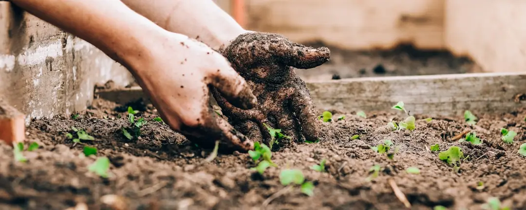 Des mains gantées de terre repiquent de jeunes plants sur une planche de culture au printemps.