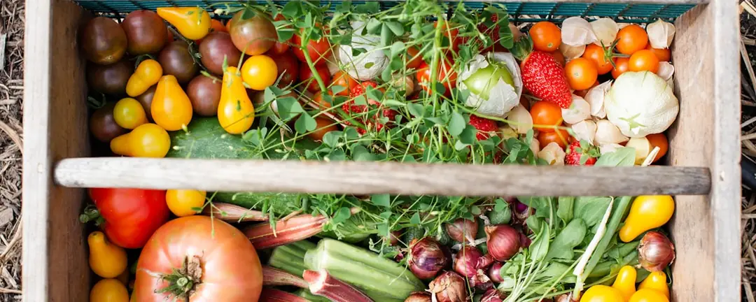 Cageot de légumes d'été : tomates jaunes et rouges, courgettes, oignons nouveaux et jeunes pousses.