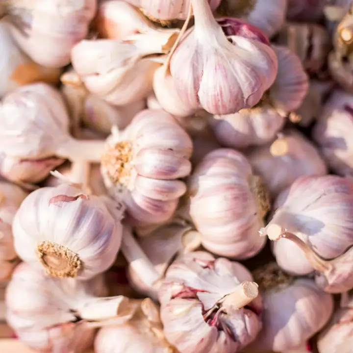 Têtes d'ail violet en tas après séchage.