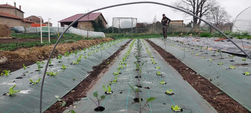 Parcelle au printemps : rangs de jeunes plants sous bâche tissée et arceaux de serre montés.