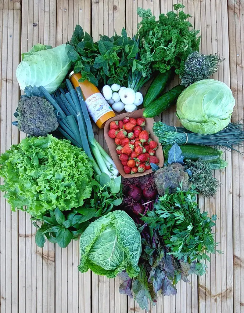 Récolte du jour disposée sur une table : choux, brocolis, poireaux, salades, betteraves, fraises, concombres et bouquets d'herbes fraîches.