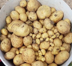 Pomme de terre