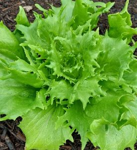 Salade