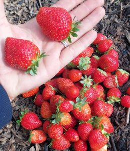 Fraise