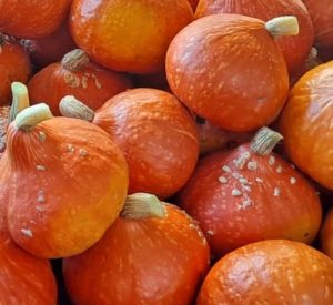 Potimarron