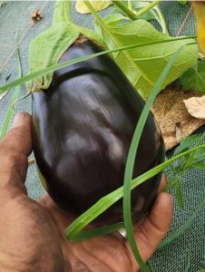 Aubergine